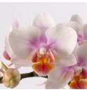 Erengül Orkide_7004