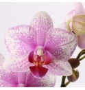 Erengül Orkide_7006